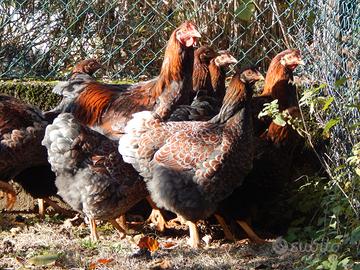 Galli e galline wyandotte gigante oro orlo blu