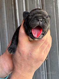 Cuccioli bulldog francese