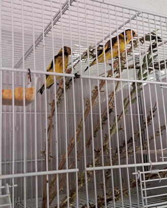 Cardellini mayor nostrani acianici