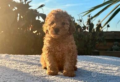 Cuccioli barboncini mini toy M e F