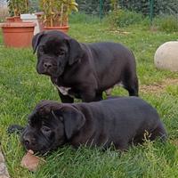 Cucciolo maschio di cane corso