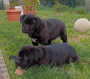Cucciolo maschio di cane corso