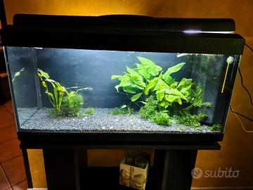 Acquario 80l completo