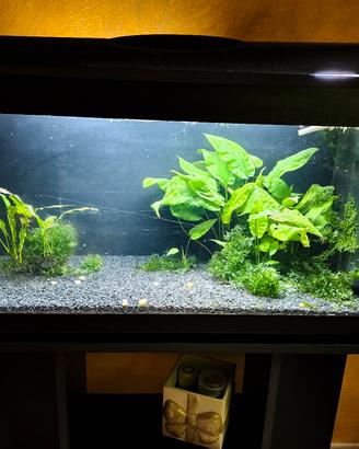 Acquario 80l completo