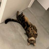 Gattina tigrata 4 anni