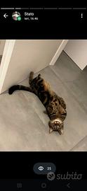 Gattina tigrata 4 anni