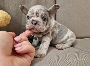 Bulldog francese esotico liliac merle maschio