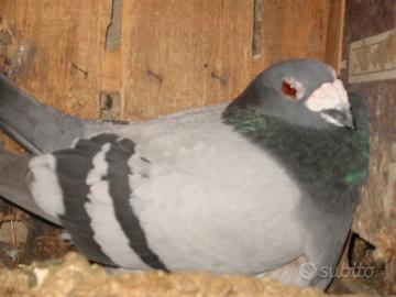 Colombi o piccioni torraioli