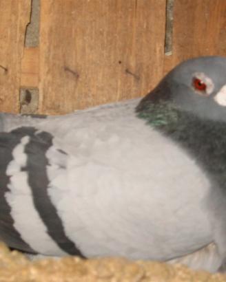 Colombi o piccioni torraioli