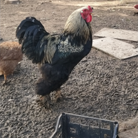 Gallo brahama