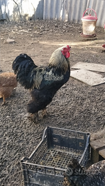 Gallo brahama