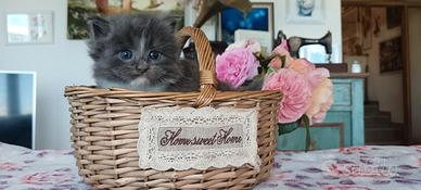 Cuccioli di gatto