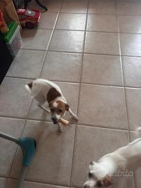 2 cagnoline affettuose