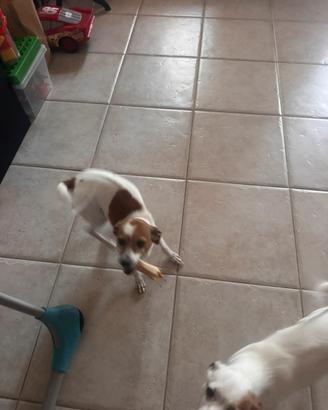 2 cagnoline affettuose