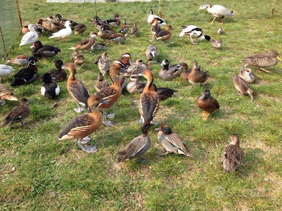 Linee Ornamentali - Immagini Vettoriali Stock E Altre Immagini Di - Foto 8