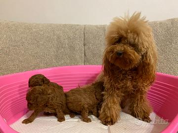 Barboncino toy cuccioli con pedigree Enci