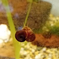 Lumache Planorbarius