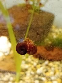 Lumache Planorbarius