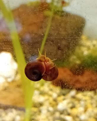 Lumache Planorbarius