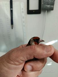 cardellino