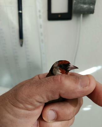 cardellino