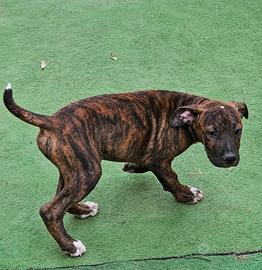 Pitbull 