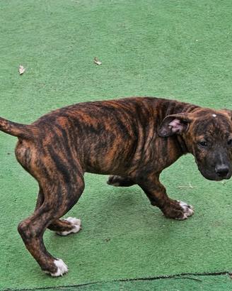 Pitbull 