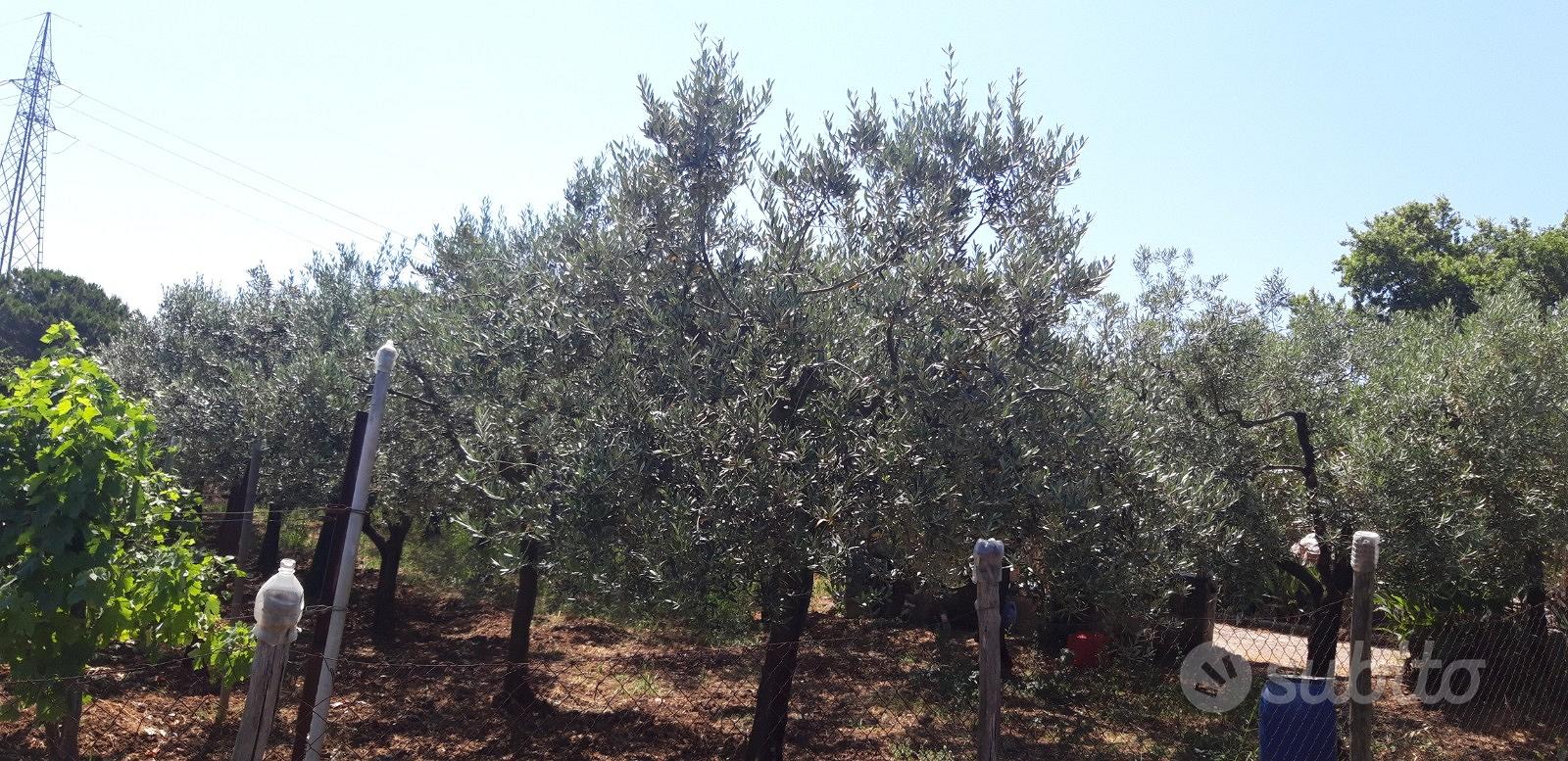 Terreno agricolo - Vista 2