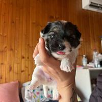 Cuccioli Jack Russel pelo ruvido