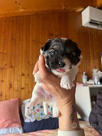 Cuccioli Jack Russel pelo ruvido