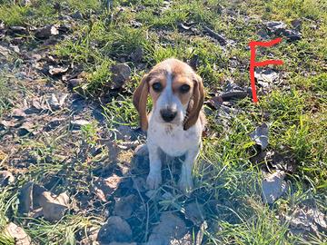 Segugio dell'appennino