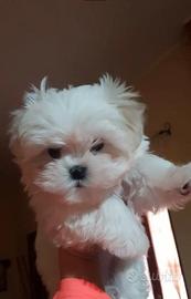 Cuccioli maltese toy VERA linea coreana vaccinati