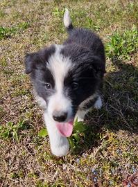 Di border collie maschio
