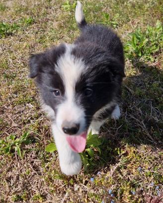 Di border collie maschio