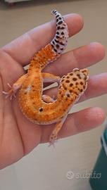 geco leopardino 