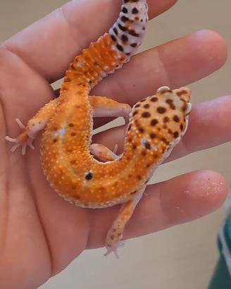 geco leopardino 