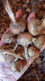 Bulbi di zafferano
