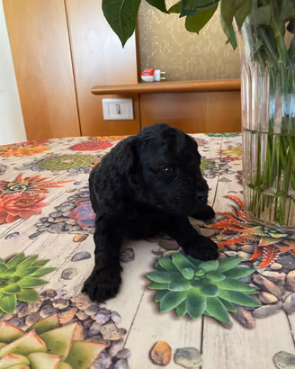 Disponibile ultimo cucciolo