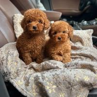 Barboncini toy maschietto e femminuccia