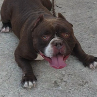 American bully