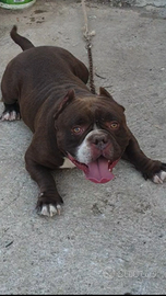 American bully