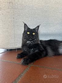 Maine coon Margot