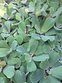 pistia stratiotes 