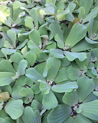 pistia stratiotes 