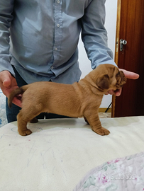 Cuccioli dogue de Bordeaux
