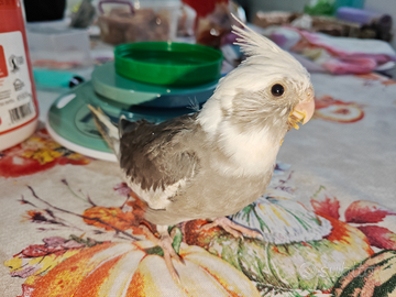 Calopsite da imbecco maggiorato