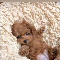 Barboncino toy femmina