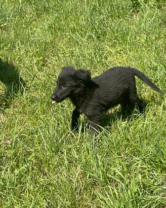 Border collie