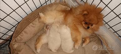 Pomerania nano