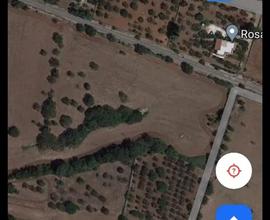 Agricolo